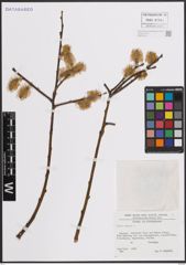 Foto von Salix caprea L.